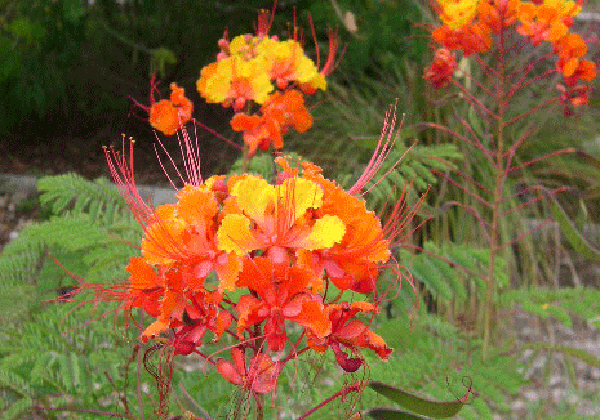 photo of barbados plant