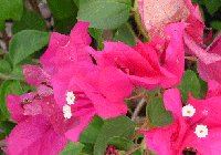 image of a pink flower