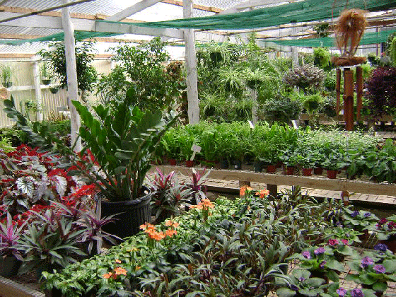 photo of the inside of the greenhouse
