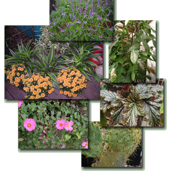 image of different types of plants
