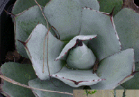 image of succulent