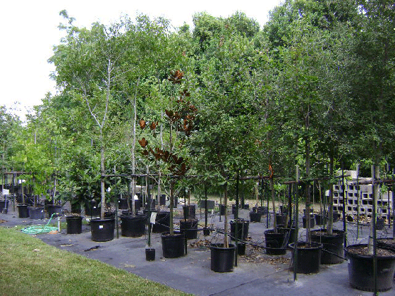 photo of tree selection
